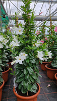 Mandevilla