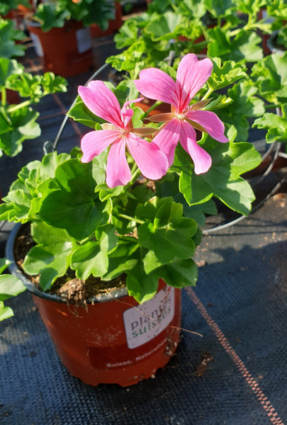Géranium Lila