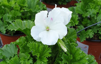 Elégant blanc