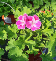 Elégant rose