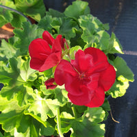 Calliope Dark red