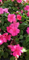 Buveuse, Impatiens Walleriana