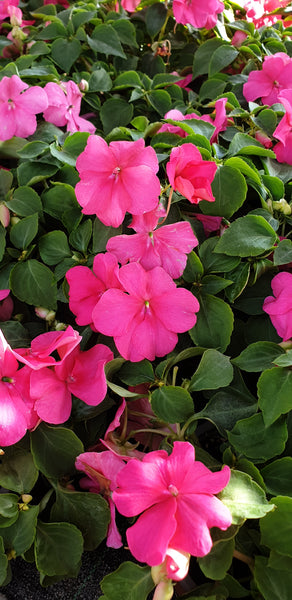 Buveuse, Impatiens Walleriana