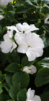 Buveuse, Impatiens Walleriana