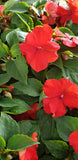 Buveuse, Impatiens Walleriana