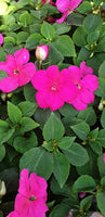 Buveuse, Impatiens Walleriana