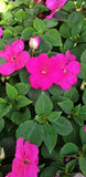 Buveuse, Impatiens Walleriana