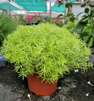 Sedum