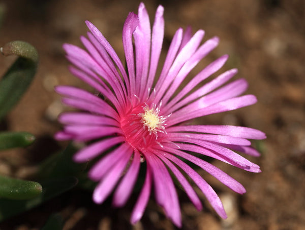 Delosperma cooperi