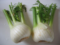 Fenouil (planton)