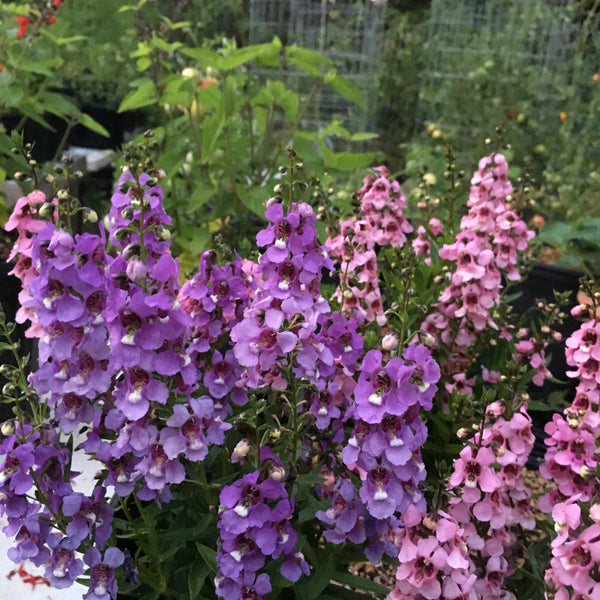 Angelonia