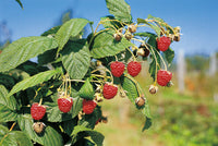 Framboise Blissy autumn bliss