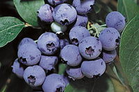 Myrtiller Bluecrop