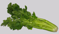 Céleri branche (planton)