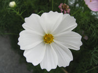 Cosmos haute