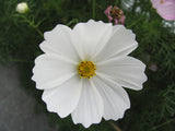 Cosmos