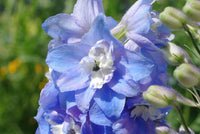 Delphinium bleu clair - pied d'alouette