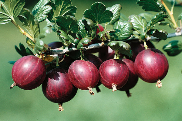 Dr. Bauer's Rokula