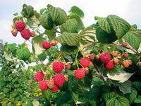 Framboise Fallred Streib2a