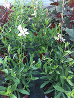 Gaura lin blanc