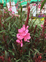 Gaura lin rose