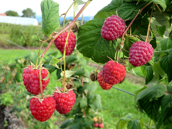 Framboise Polesie