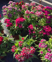 Dianthus Oeillet de poète