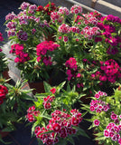 Dianthus Oeillet de poète