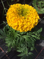 Tagète pompon
