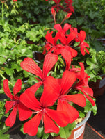 Cascade rouge