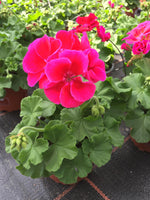 Calliope Red Splash