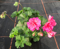 Caliente rose double