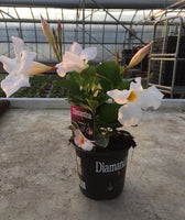 Diamantina - pot 10.5