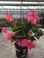 Diamantina - pot 10.5