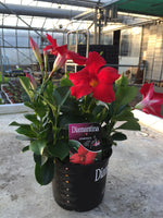 Diamantina - pot 17