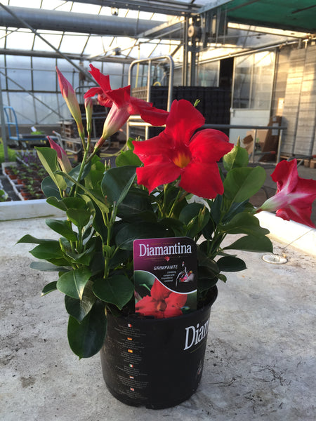 Diamantina - pot 17