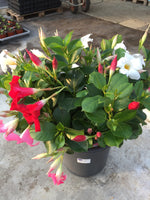 Diamantina - pot 24