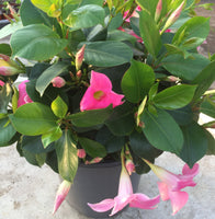 Diamantina - pot 24