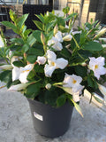 Diamantina - pot 24