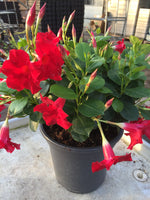 Diamantina - pot 24