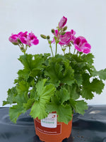 Elégant rose