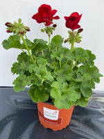 Calliope Dark red
