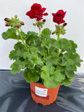 Calliope Dark red