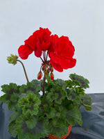 Dolce vita rouge