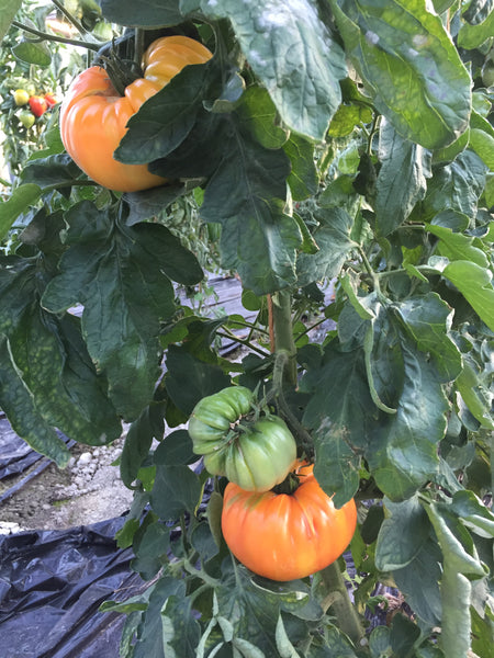 Tomate ananas (plant)