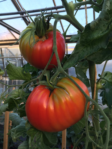 Tomate coeur de boeuf (plant)