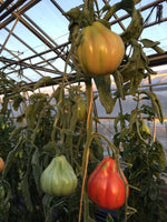 Tomate margot (plant)