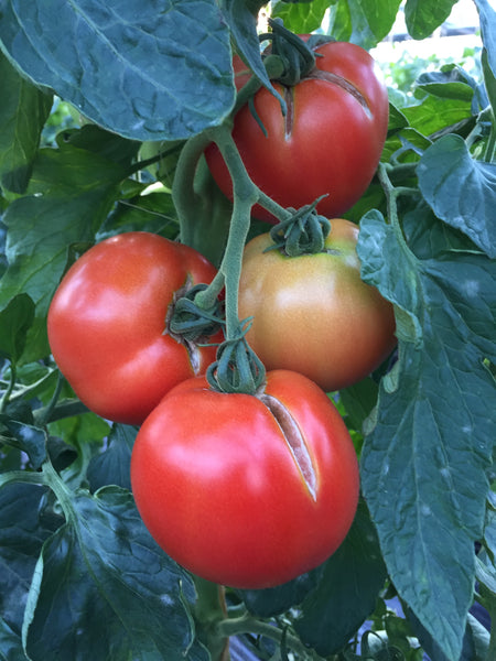 Tomate maestria (plant)