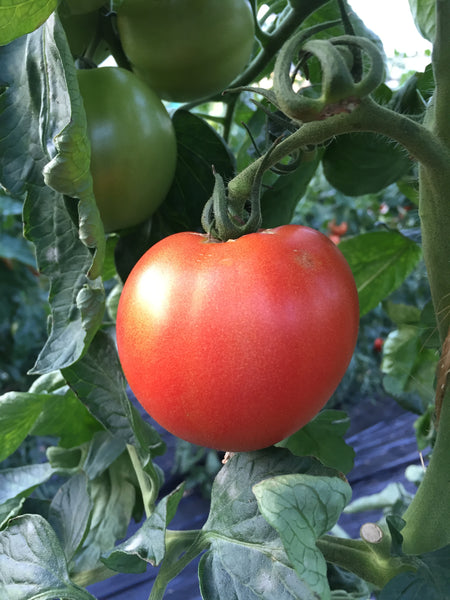 Tomate moyenne (plant)