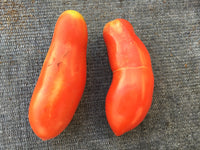 Tomate San marzano (plant)
